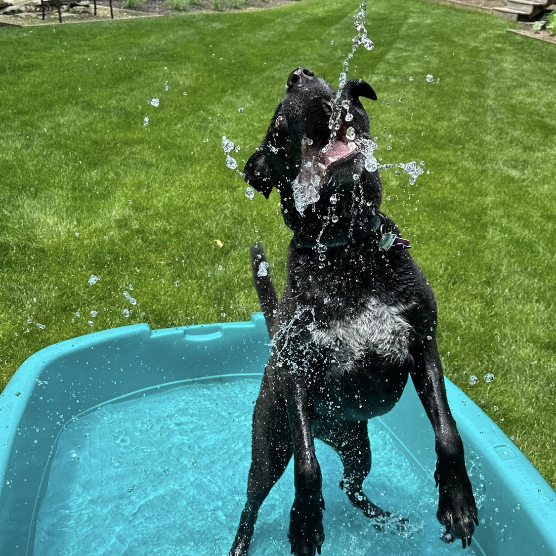Black dog standing in a blue kiddie pool, leaping up to catch a stream of water splashing into its open mouth in a backyard