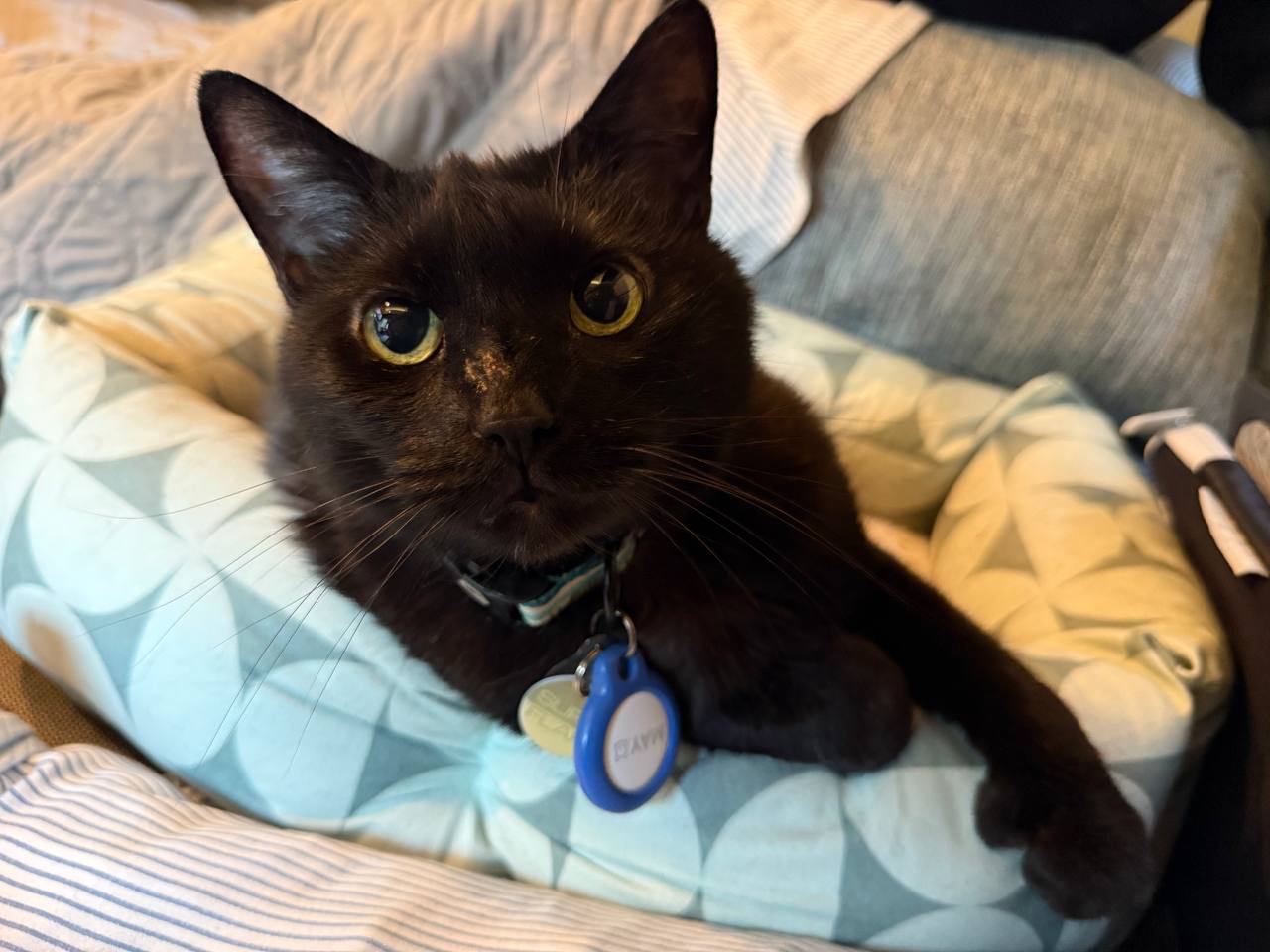 Black cat with yellow-green eyes and a blue ID tag resting in a light blue pet bed, looking directly at the camera