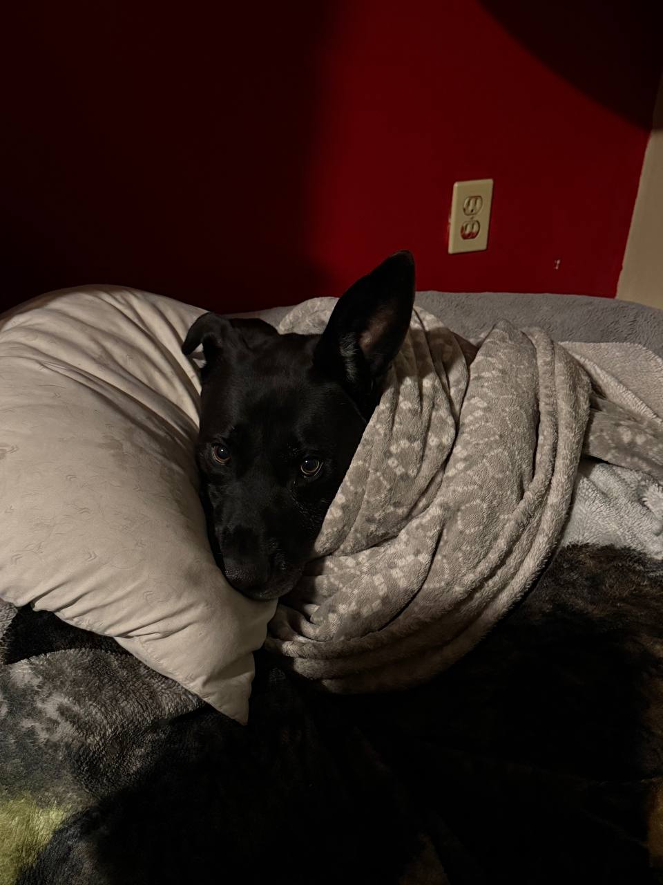 Jasper curled up in a pile of blankets and pillows indoors