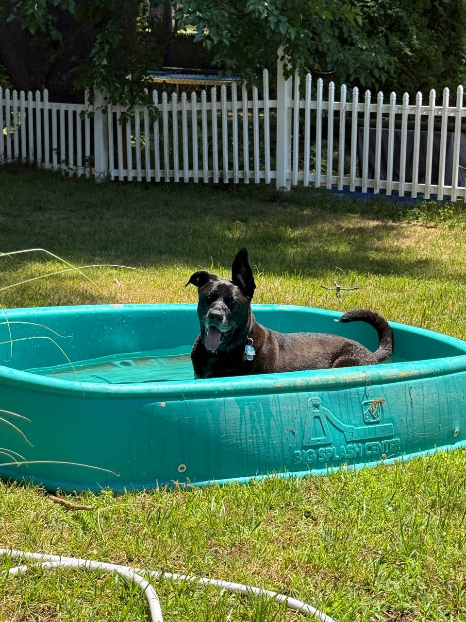 Jasper, a black lab mix, lying in his green paddling pool in the back yard with his tongue out