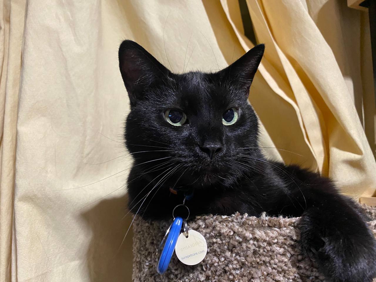 May, a black cat, resting on a carpeted cat perch in front of cream curtains