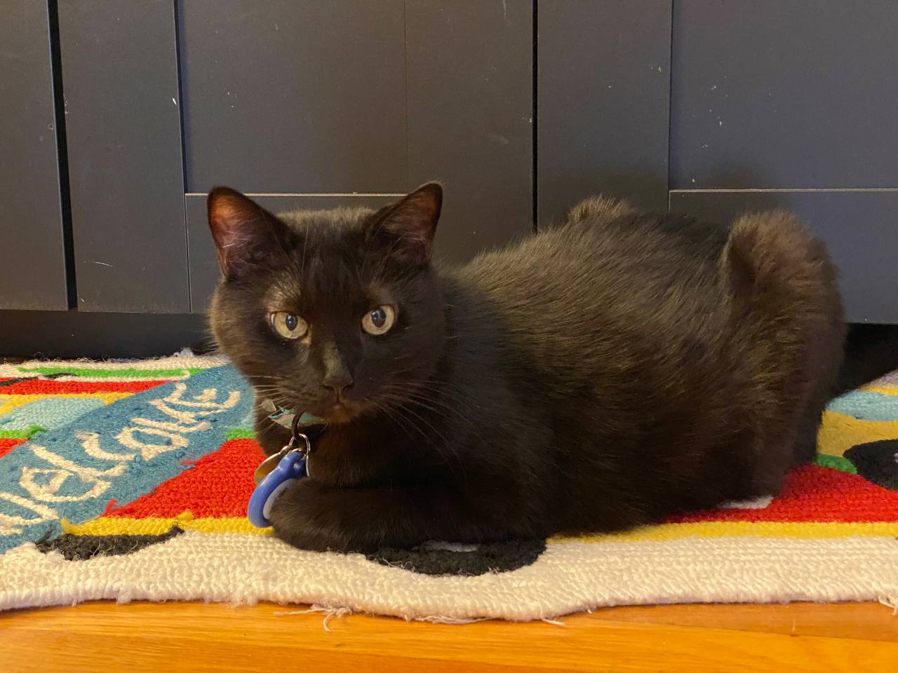 May, a black cat, lying on a brightly coloured welcome mat in front of dark kitchen cabinets