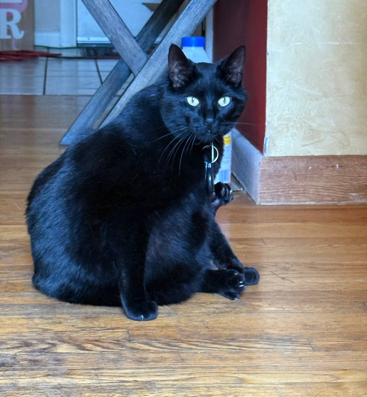 Steve, a black cat, sitting on a hardwood floor and looking back over his shoulder