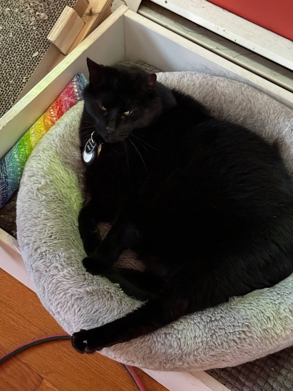 Steve, a black cat, curled up in a round grey cat bed beside his scratching pad