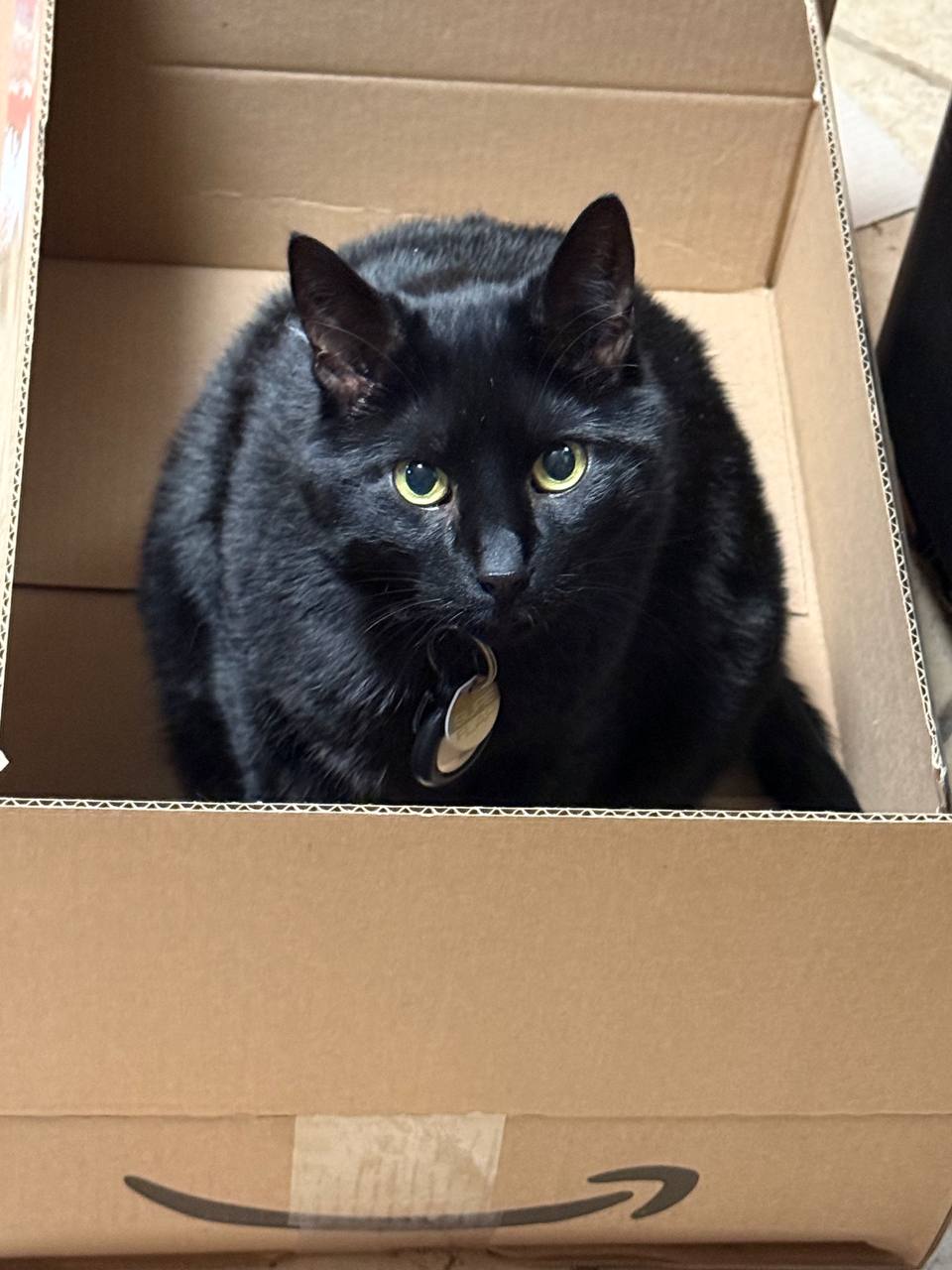 Steve, a black cat, sitting inside an Amazon cardboard box and looking up at the camera